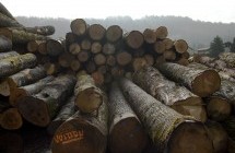 Logs storage - VUITTON sawmill